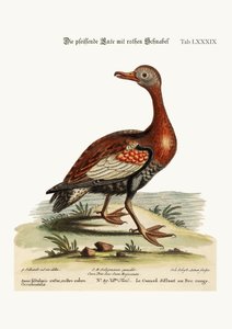 El pato silbador de pico rojo, 1749-73